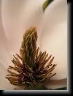 P5122729 * Narbe und Staubfäden der Magnolienblüte * 525 x 700 * (36KB)